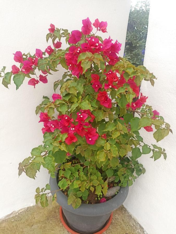 Casa Victoria Guest House La Galga Exterior photo
